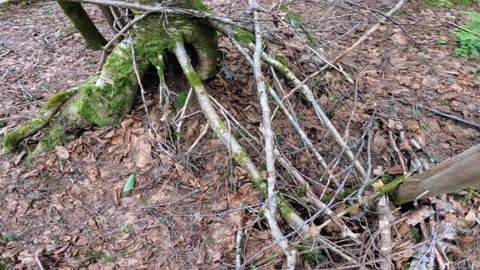 Rad Roots
