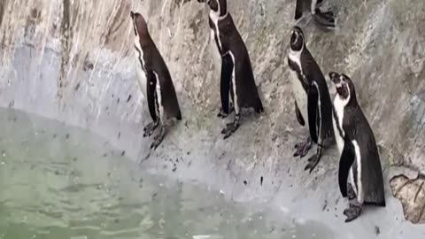 penguins