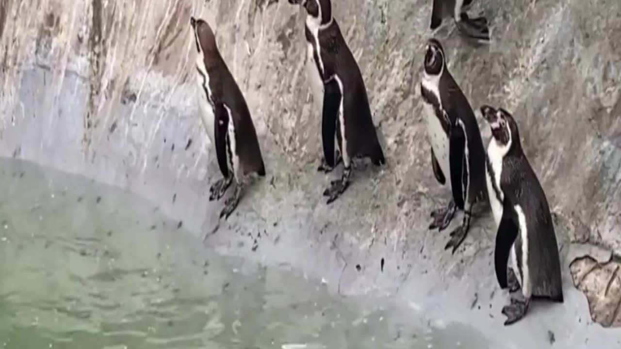 penguins