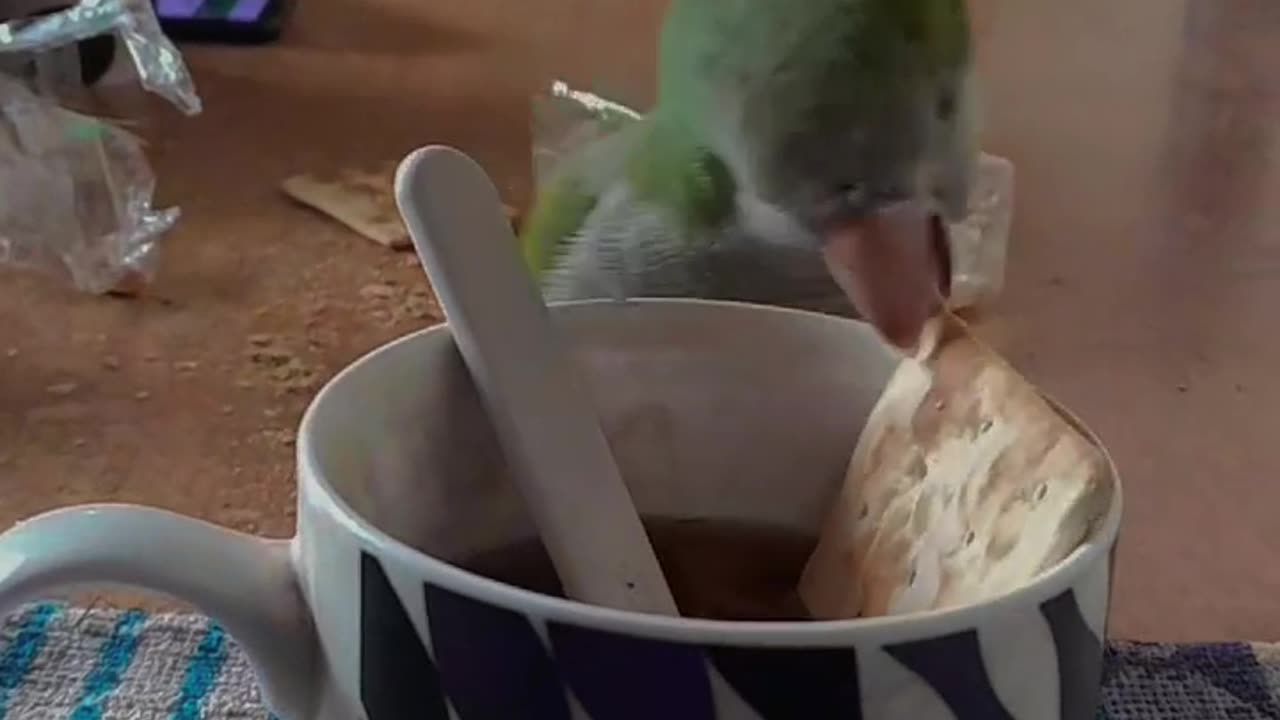 My Parrot Dunked His Cracker in My Tea