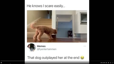 Quick Smile: Dog loves to scare his owner, hides out and owner set up video on it