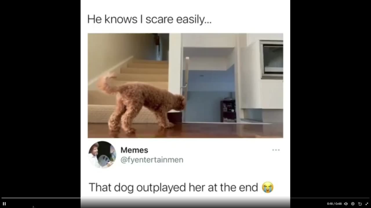 Quick Smile: Dog loves to scare his owner, hides out and owner set up video on it