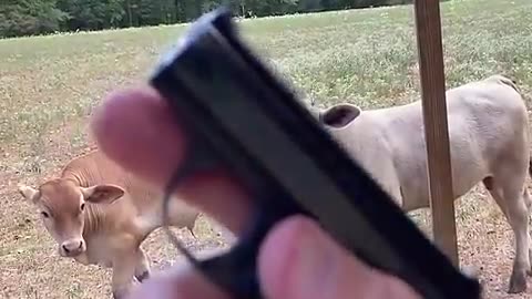 Old gun