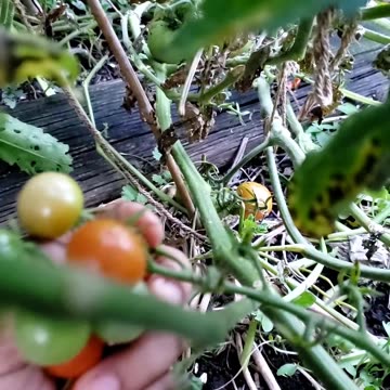 Evening vegetable gardening and harvest time # vegetablegarden