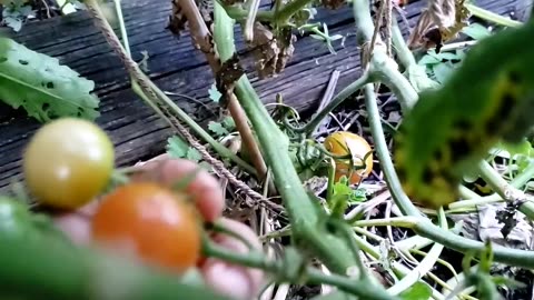 Evening vegetable gardening and harvest time # vegetablegarden