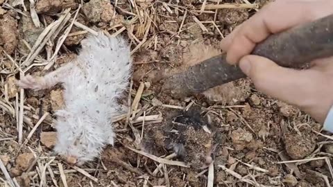 These Babies Were Buried Alive!!! How Evil… 😢🚨🐱