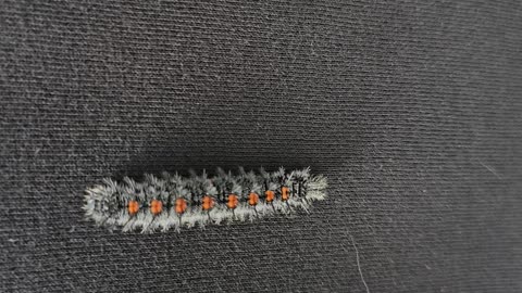Brudnica Nieparka (Lymantria Dispar L.) {Rumble Short]