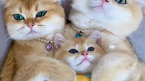 Cyut cat family funny moments video