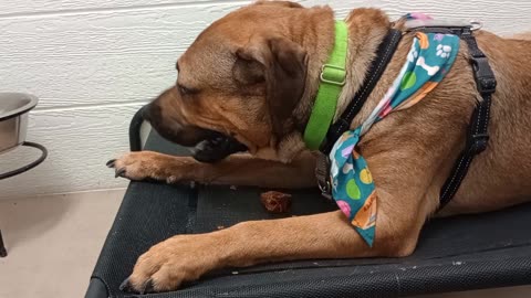 Pinecone 1y A866265 he's real shy by men, I'm very slow@TRN, from kennel 112 PACC shelter20250720240