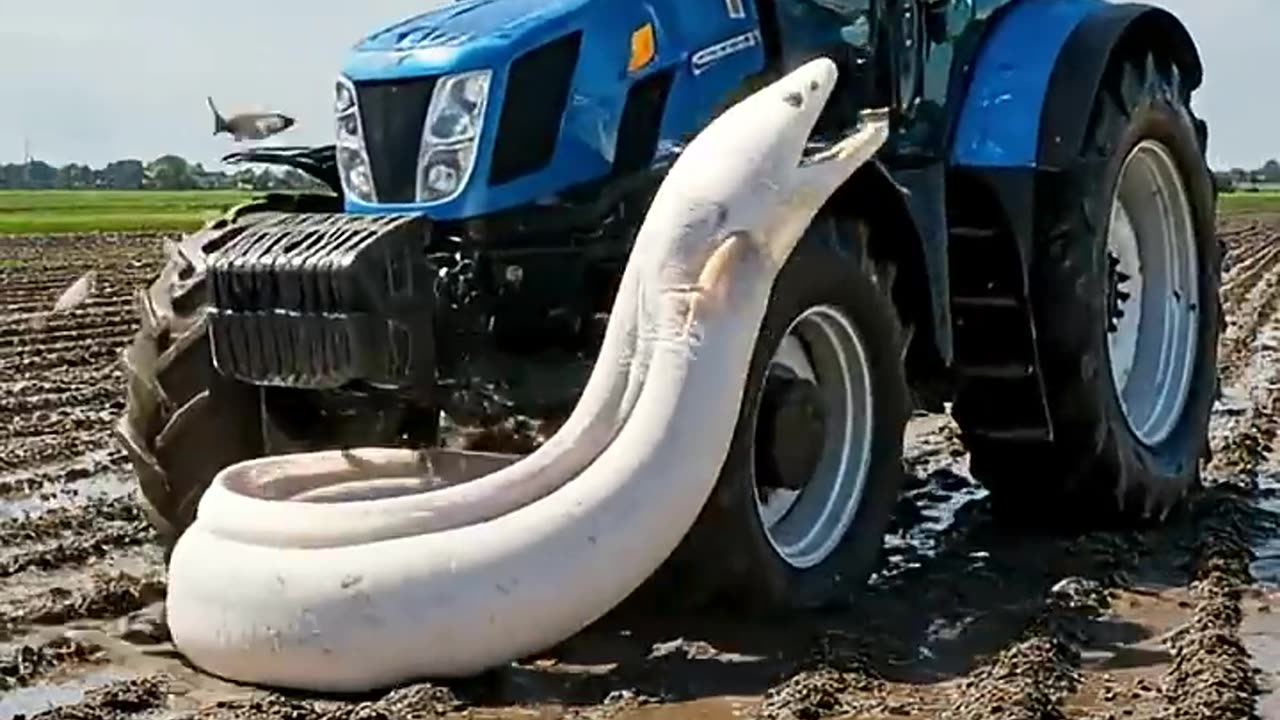 Electric Eel attack to Tractor at rice field
