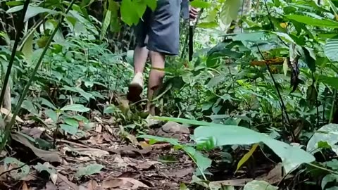 Solo bushcraft and camping HAevy Rain building bamboo cabin at wild forest