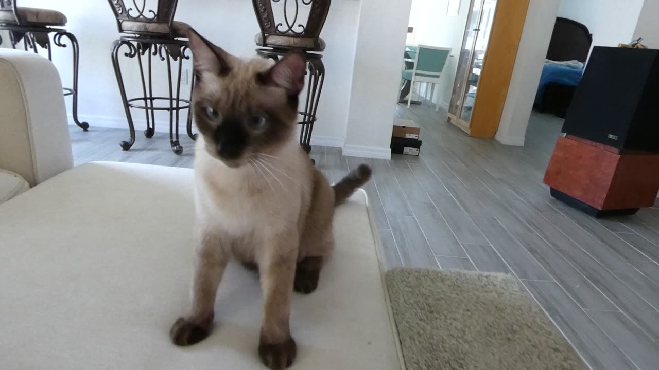 He's a smart boy!