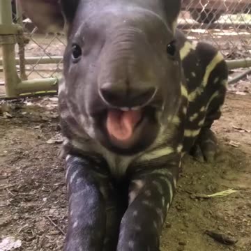 Baby tapir ASMR 🐽💖 Why does it eat like a cartoon character?"