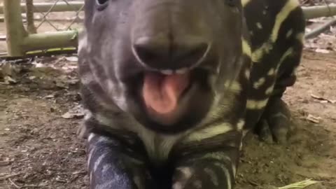Baby tapir ASMR 🐽💖 Why does it eat like a cartoon character?"
