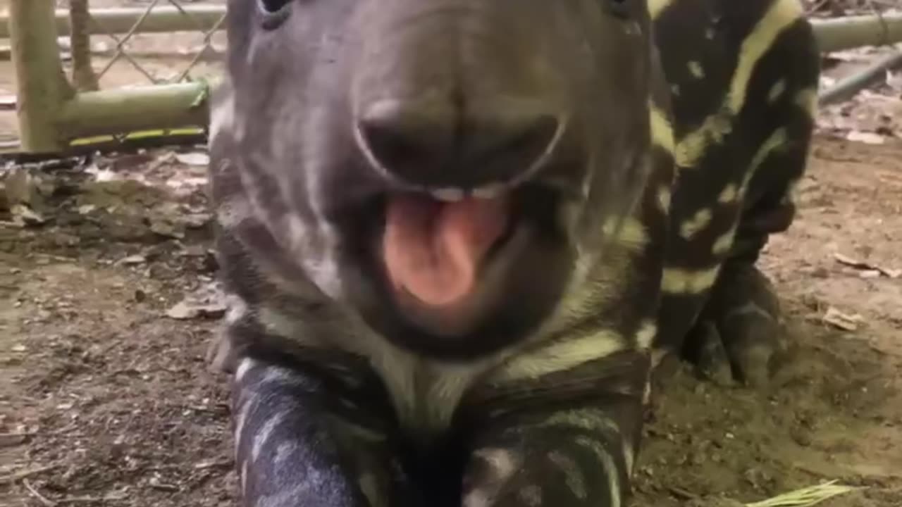 Baby tapir ASMR 🐽💖 Why does it eat like a cartoon character?"