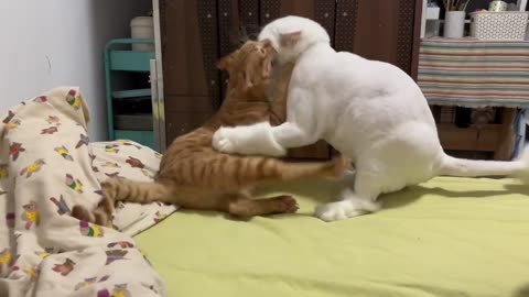 🐱 Cats Show Clear Dissatisfaction