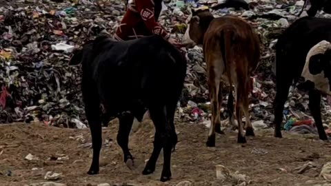 They can’t ask for help… but we can be their voice.
