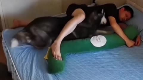 Dogs being idiots 5 🤣🐕 #funnydog #funnypet #cutedog #dog #funnyanimal #pets #shorts