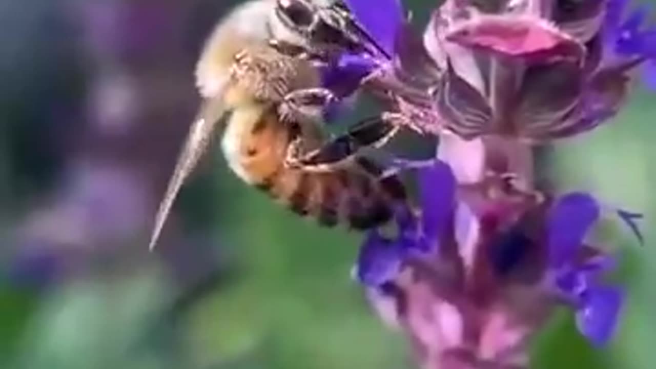 “Well The Bees are dying - 60-80% of all Honeybees in The US just dead, just gone” 🐝