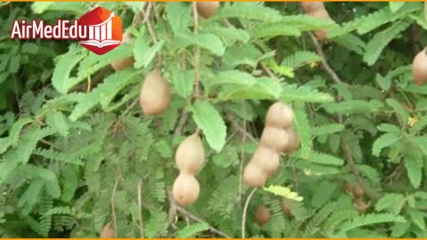45 Beneficios de las Hojas de Tamarindo