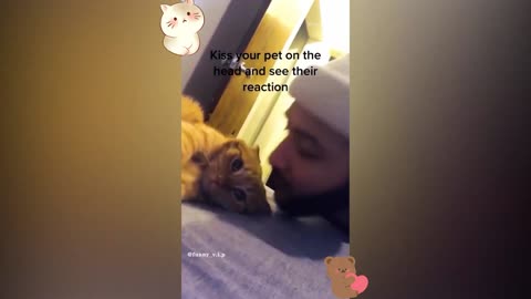 Funny Animal 10