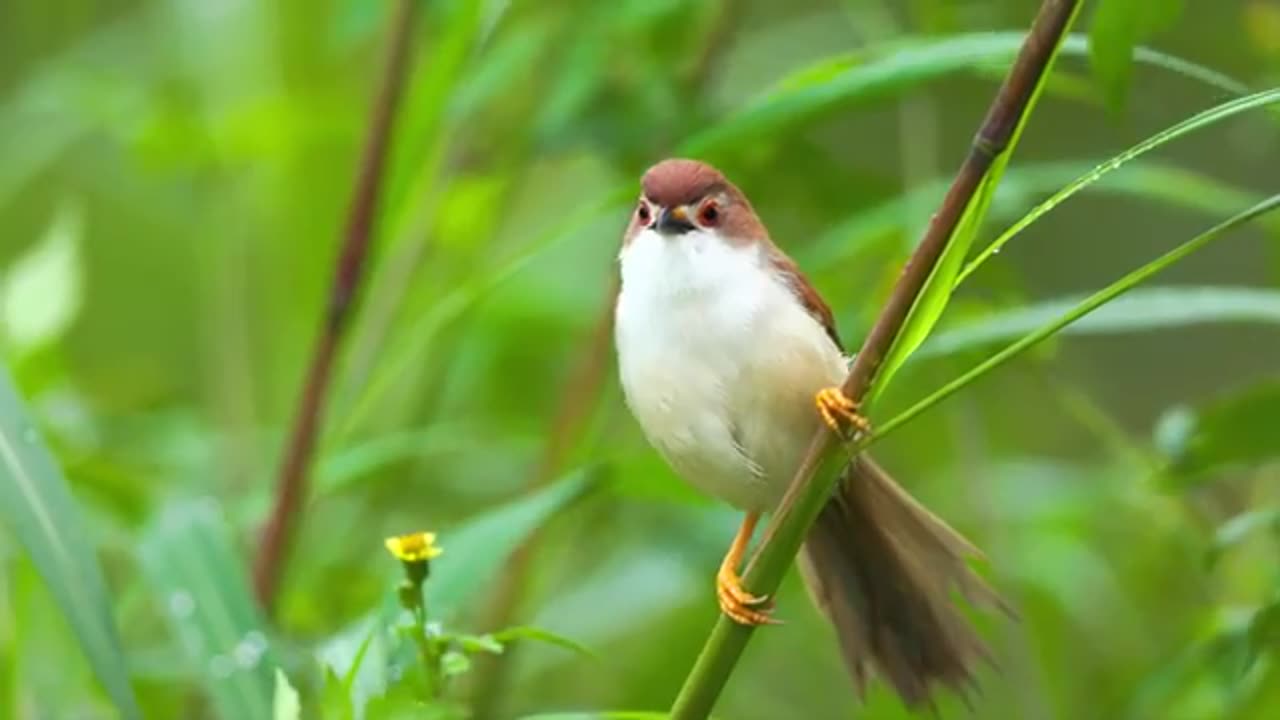 ANIMAL FULL HDR VIDEO /,4K VIDEO 📸 FULL HDR