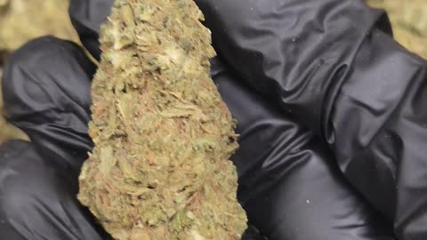 Sunset Sherbet THC Flower
