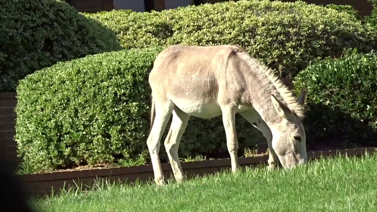 Hungry Donkey