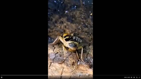 Now this is a good self defense weapon: Bombardier Beetles spray boiling acid