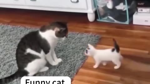 Funny cats