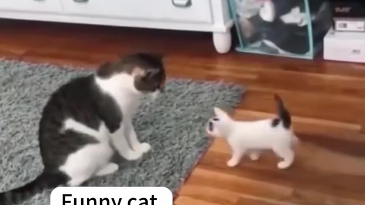 Funny cats