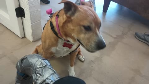 London-Honey 8y A848417 PACC Alumni stopping by TRN little food gave lotsa loving though20250622_849