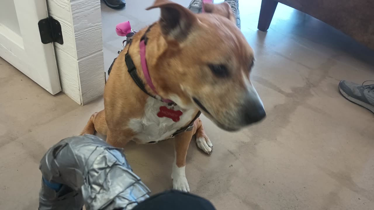 London-Honey 8y A848417 PACC Alumni stopping by TRN little food gave lotsa loving though20250622_849