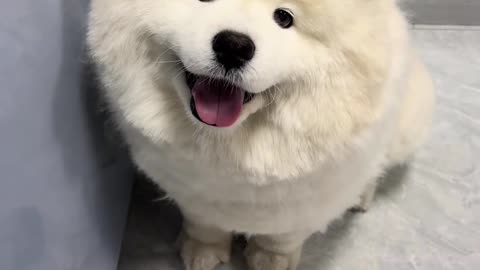 I'm charmed by this chubby little dog.