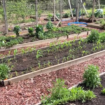 Planting Potatoes in the Grow Bags