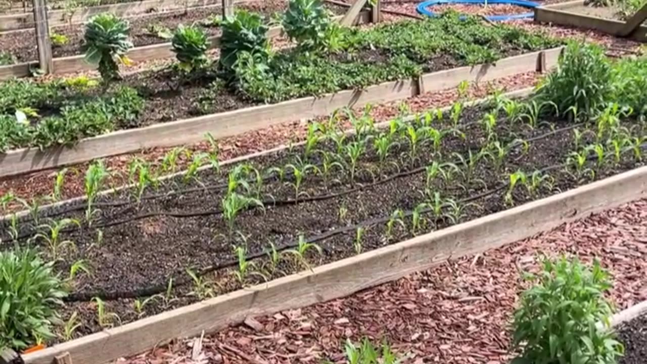 Planting Potatoes in the Grow Bags