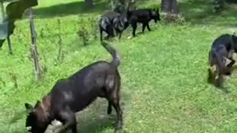 Some Info About Dogs You Probably Didn't Know