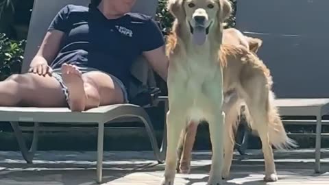 Golden Retriever Makes Funny Face At Word
