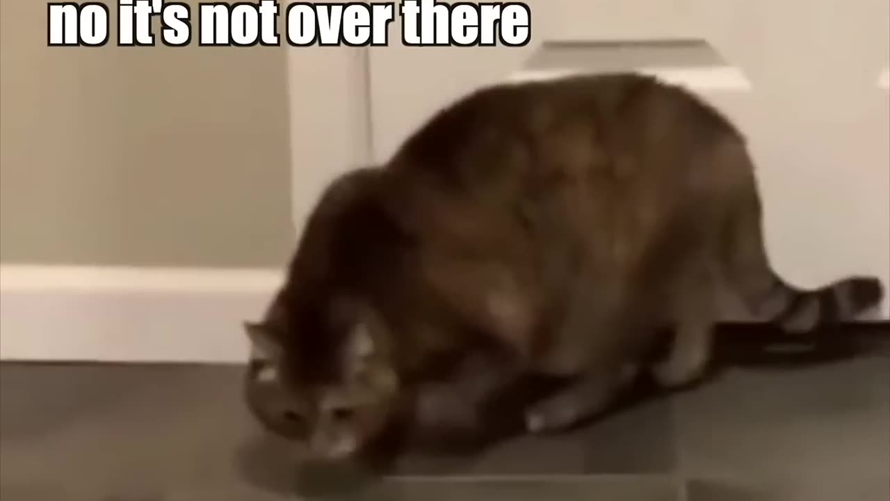 When the catnip hits pt.🤣😂