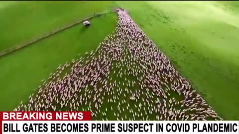 PROJECT ZYPHER: ABORT THE SHEEPLE