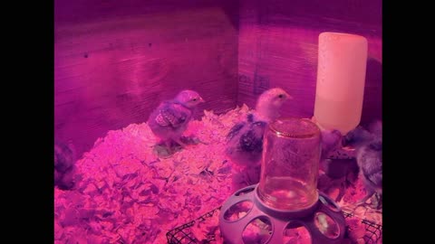 The Chicks