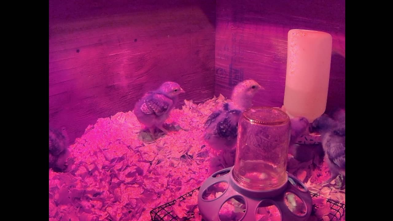 The Chicks