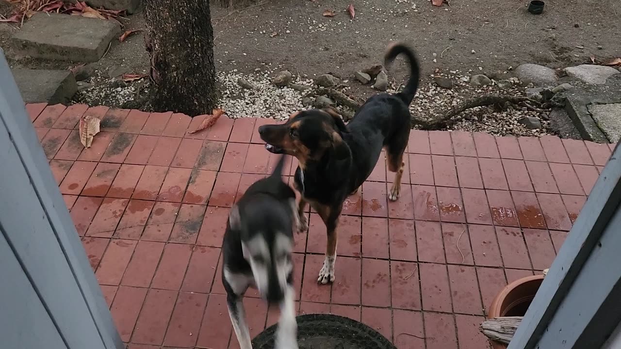 1/19/25. Pre walk excitement