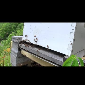 Wednesday Noon long cut