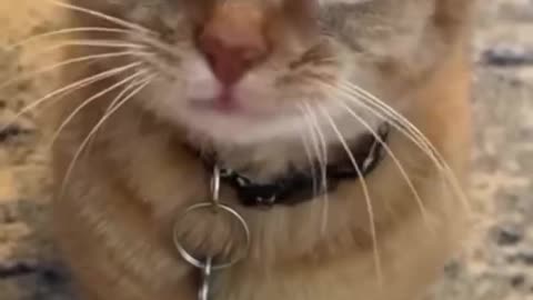 Musically Gifted Cats 😸 🎶