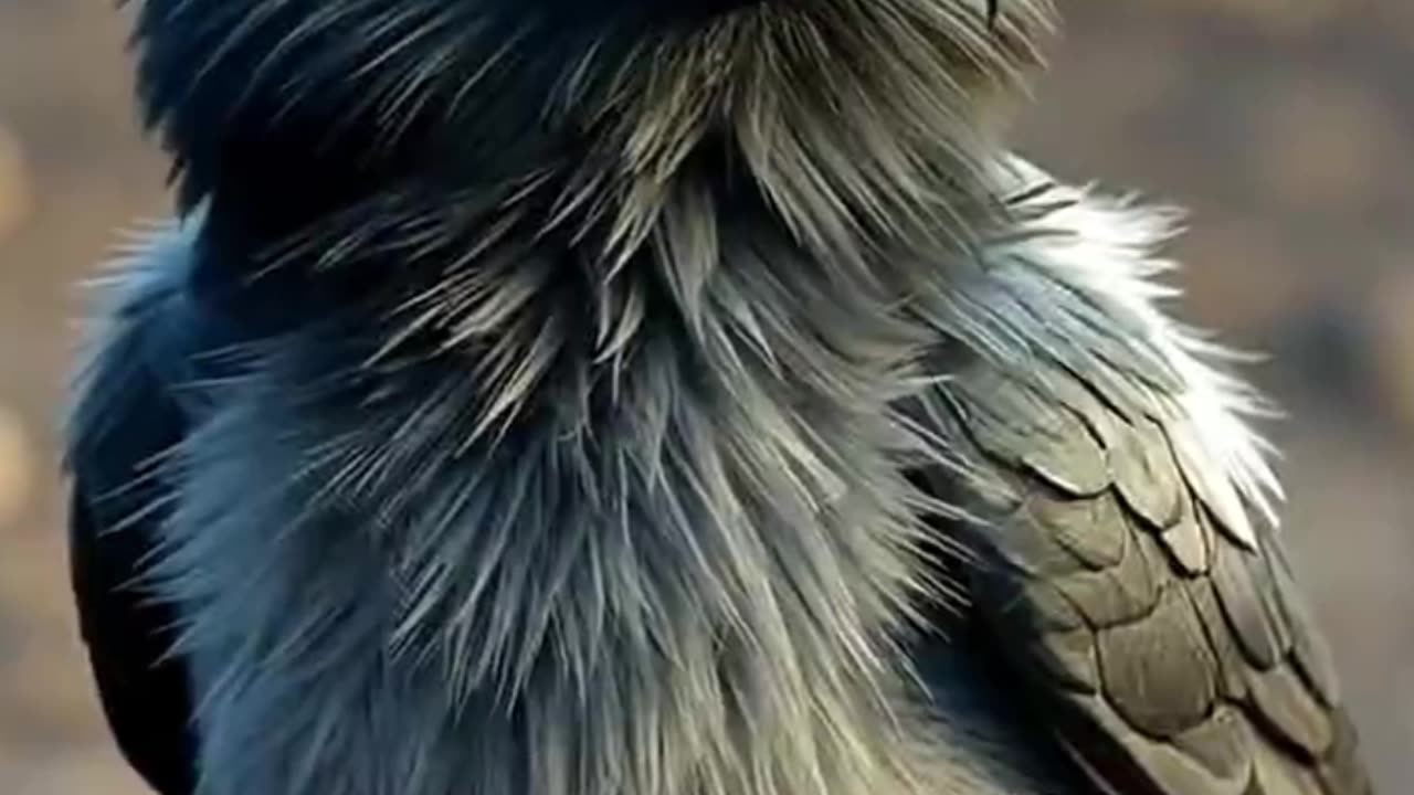 The Clever Crow's Thirst for Triumph