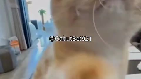 funny cat