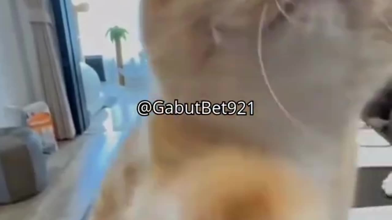 funny cat