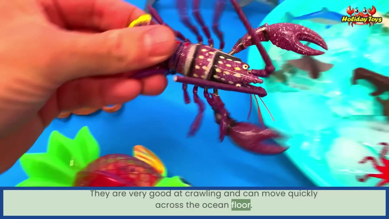 Netting Lobsters at the Bottom of the River to Cook