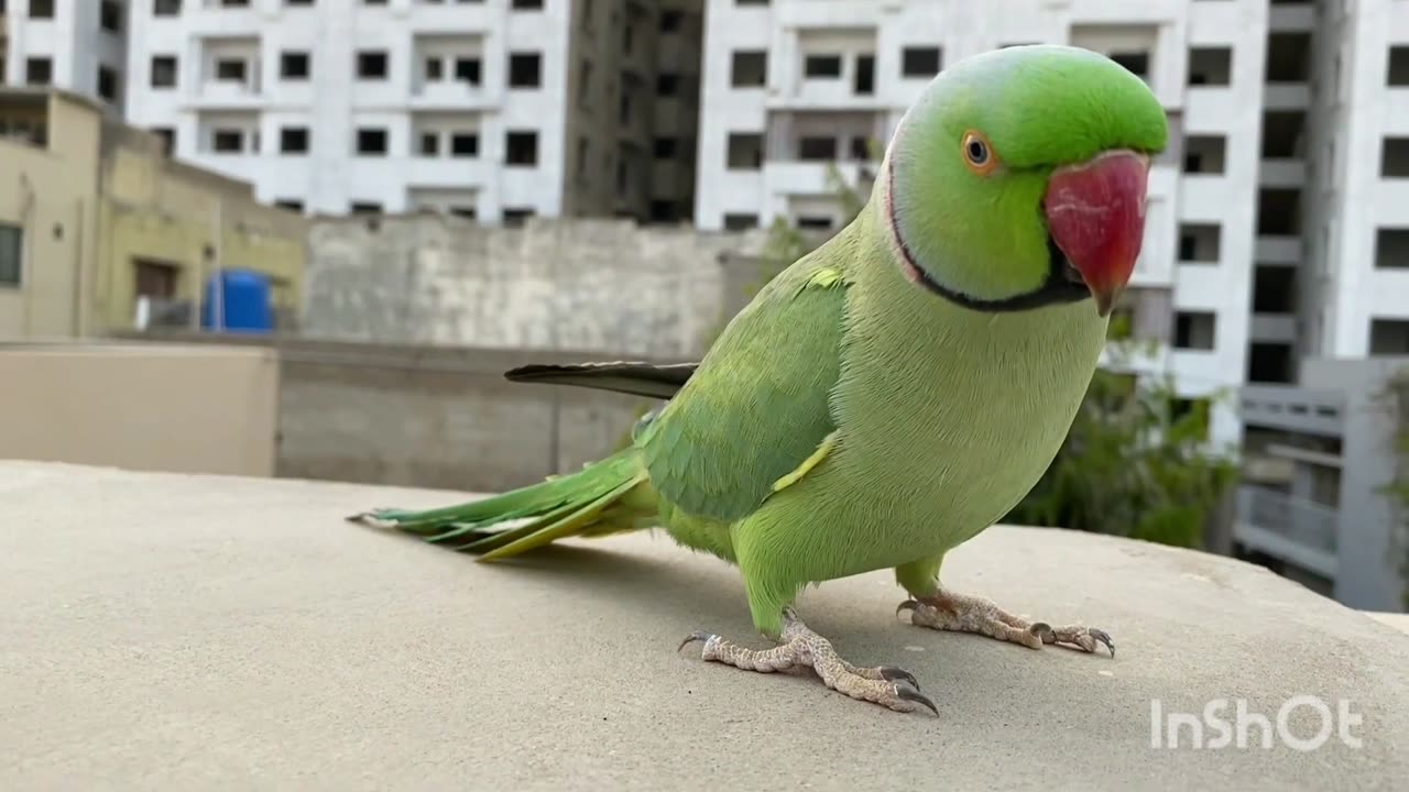 Green parrot